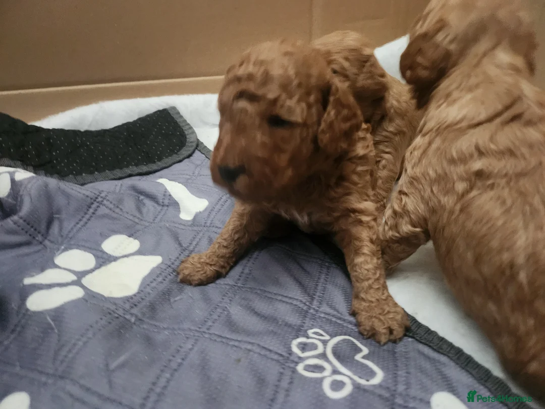 Cockapoo dogs for sale: F2 Cockapoo puppies in Jarrow - Advert 2