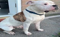 American Bulldog dogs for stud: American Bulldog for stud (read description)  in Newcastle upon Tyne - Image 1