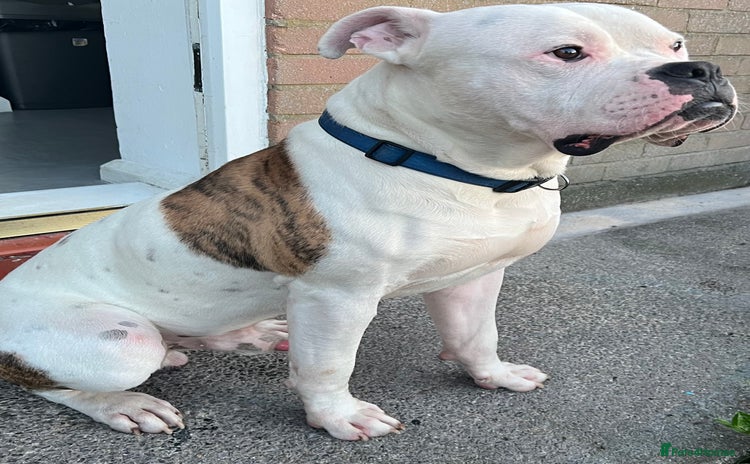 American Bulldog dogs in Newcastle upon Tyne - Advert 2