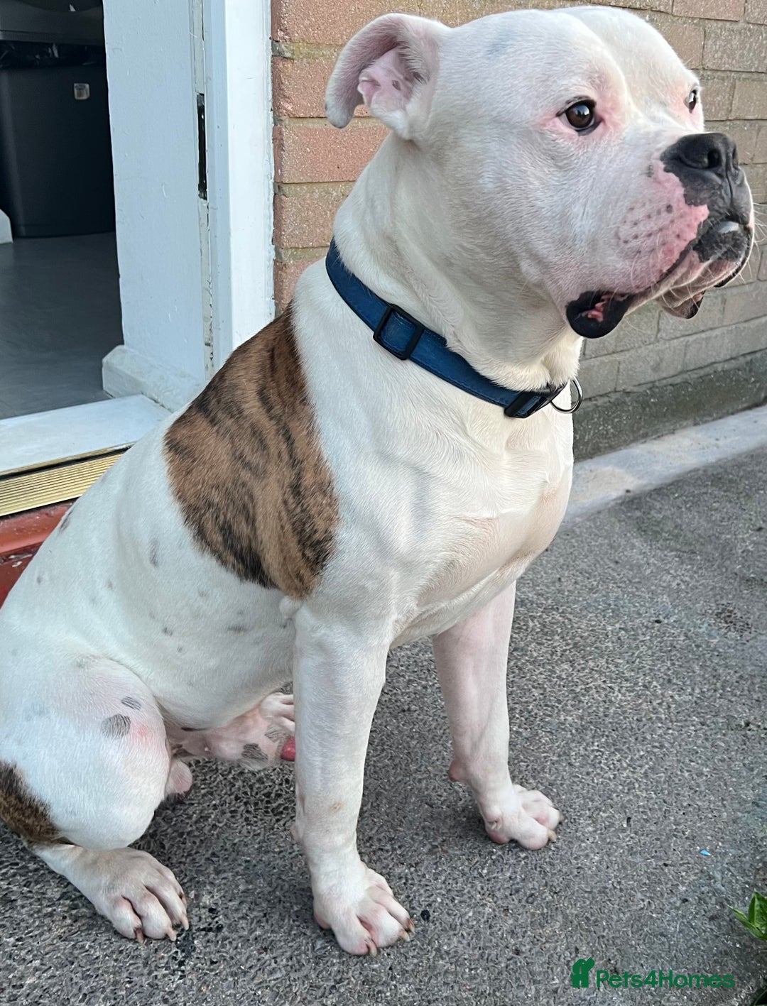 American Bulldog dogs for stud: American Bulldog for stud (read description)  in Newcastle upon Tyne - Image 1