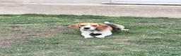Beagle dogs for sale: KC registered Pluto ( playful Beagle)  - Advert 1
