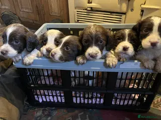 English Springer Spaniel dogs Lovely Springers ready now - Advert 1