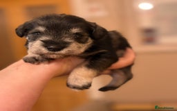 Miniature Schnauzer dogs for stud: Black and silver Miniature Schnauzer stud in Portsmouth - Image 13