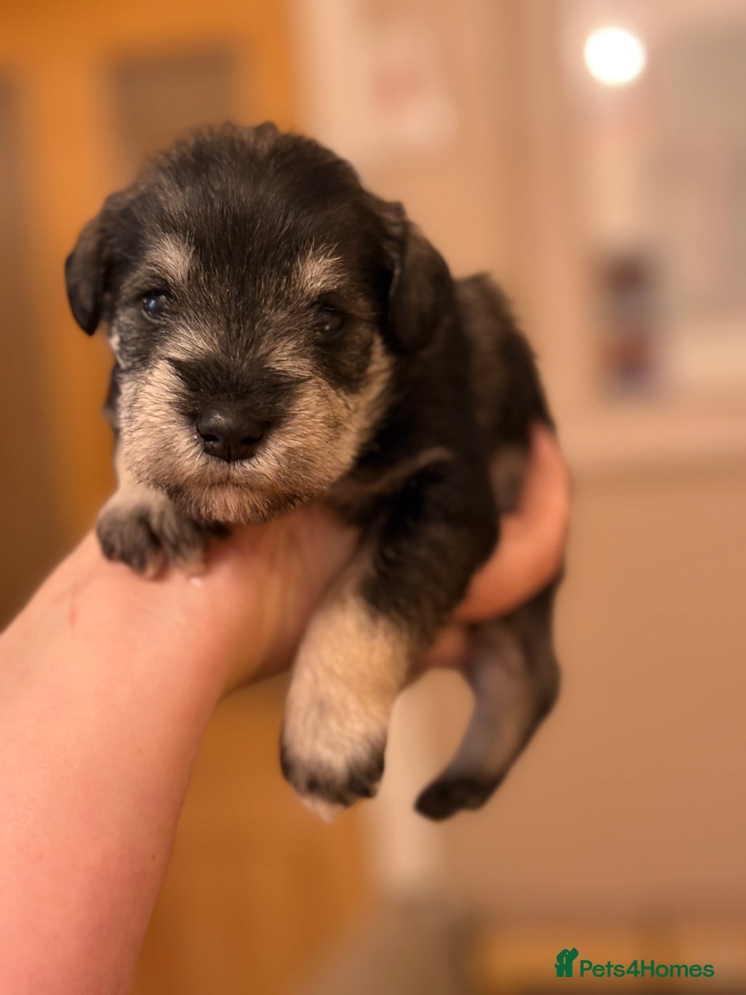 Miniature Schnauzer dogs for stud: Black and silver Miniature Schnauzer stud in Portsmouth - Image 13