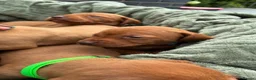 Hungarian Vizsla dogs for sale: 🐶Adorable KC Vizsla Puppies heart 💗🩵 in Machynlleth - Advert 11