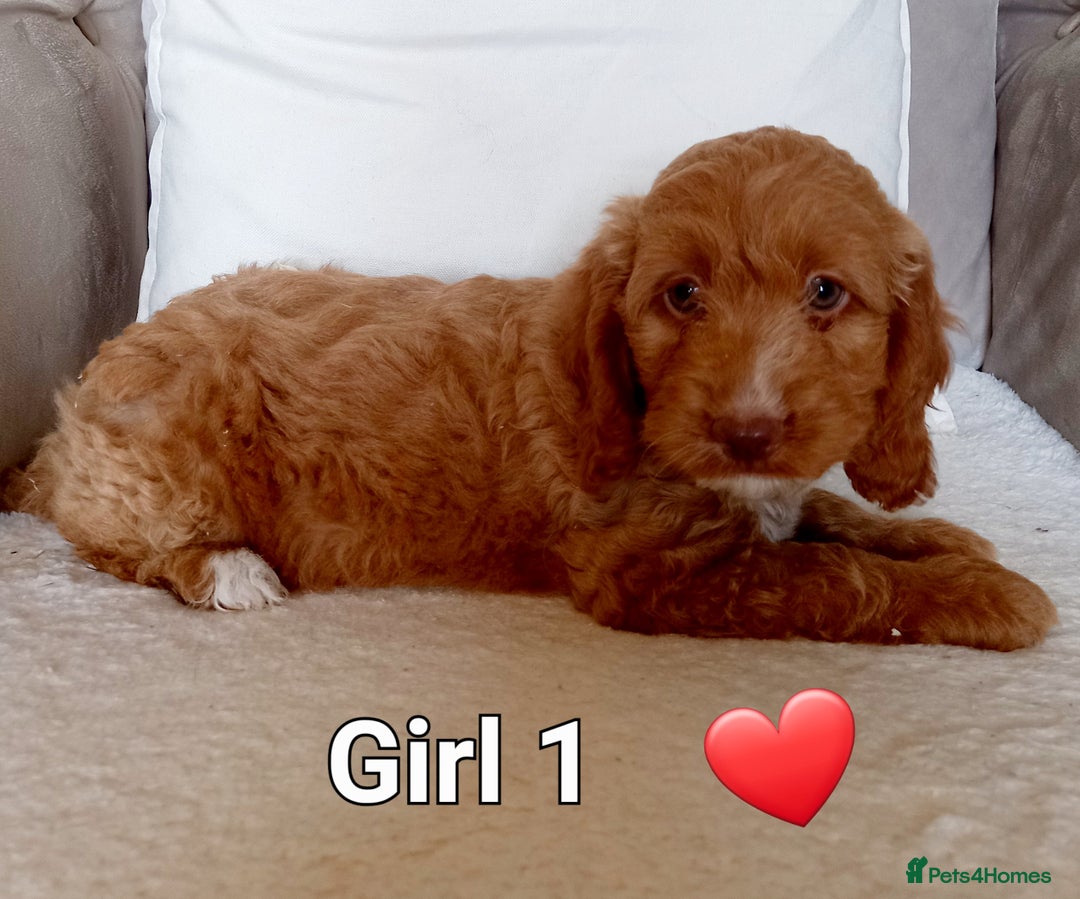 Cockapoo dogs for sale: Beautiful Green eyed, f1 cockerpoos - Image 1