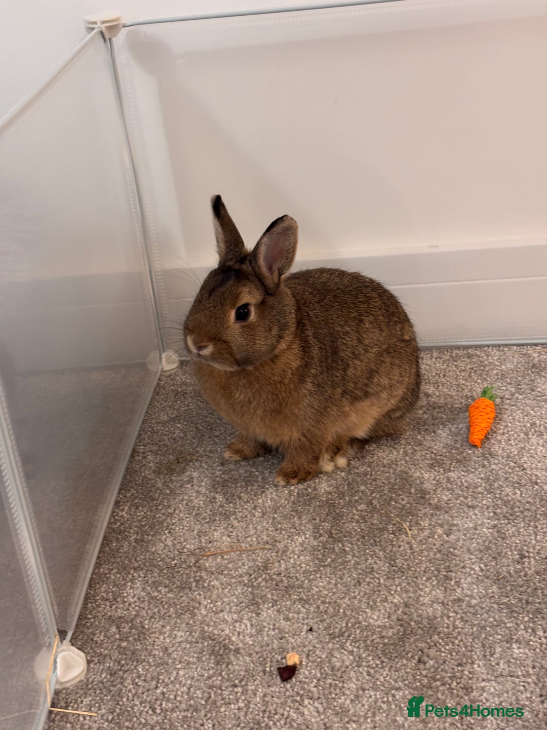 Netherland Dwarf rabbits for sale: Netherland dwarf bunny - Advert 3