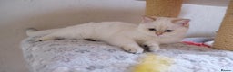 Scottish Fold cats for sale: Scottish fold and straight kittens  - Advert 10