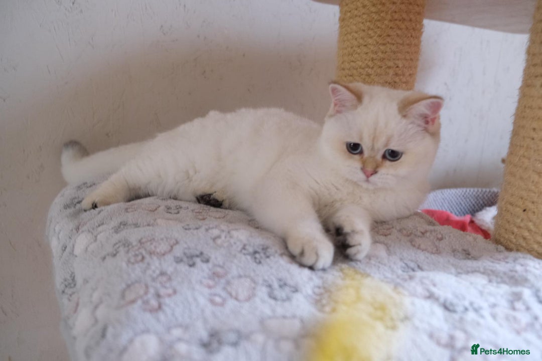 Scottish Fold cats for sale: Scottish fold and straight kittens  - Advert 10