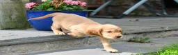 Cocker Spaniel dogs for sale: Gorgeous Golden Working Cocker Spaniels - Advert 9