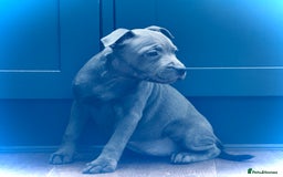 Staffordshire Bull Terrier dogs for sale: 🐾 Beautiful KC Fully Vaccinated Girl Available 🐾 in Peterborough - Image 5
