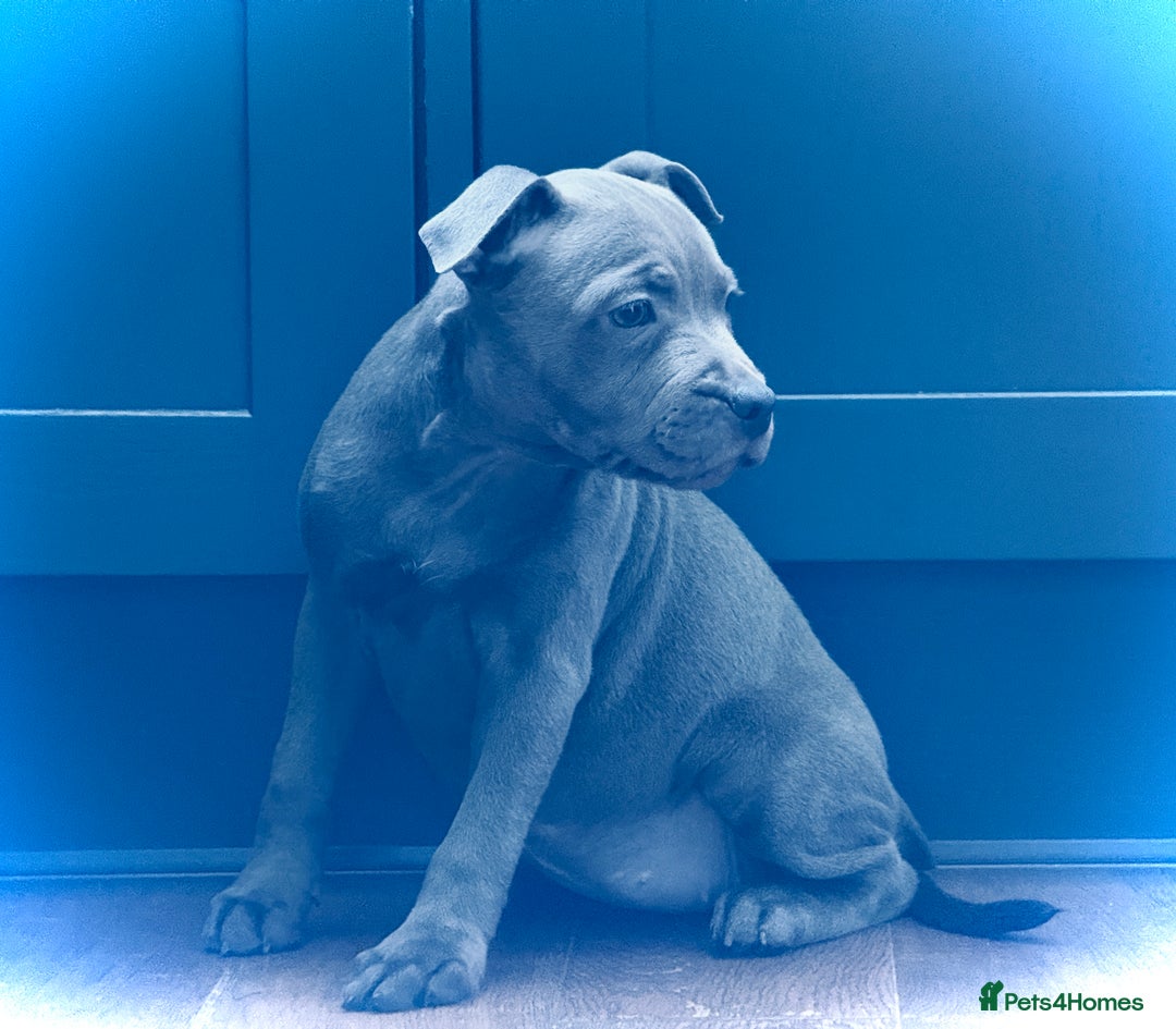 Staffordshire Bull Terrier dogs for sale: 🐾 Beautiful KC Fully Vaccinated Girl Available 🐾 in Peterborough - Image 5