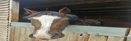English Thoroughbred horses for sale: 15.1 Bay Thoroughbred 2yrs  - Advert 1