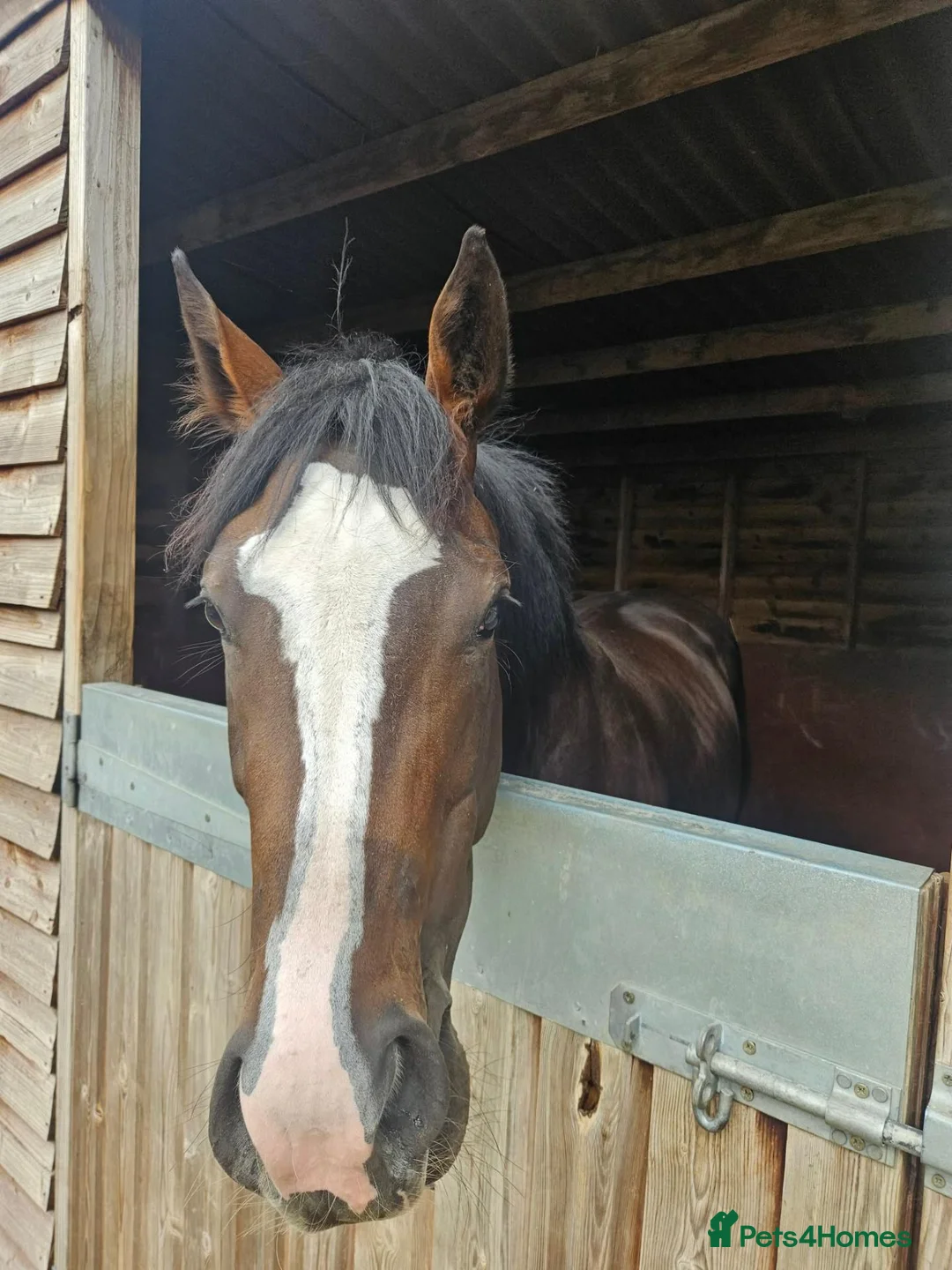 English Thoroughbred horses for sale: 15.1 Bay Thoroughbred 2yrs  - Advert 1