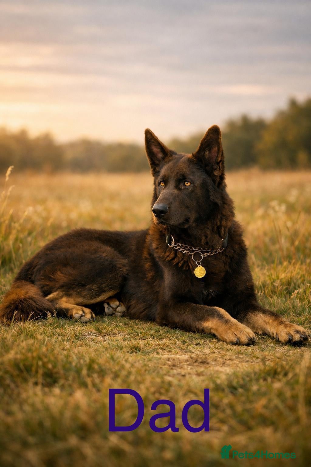 German Shepherd dogs Ready now  - Advert 1