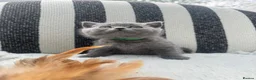 British Shorthair cats for sale: British Shorthair Kittens Blue - Advert 7