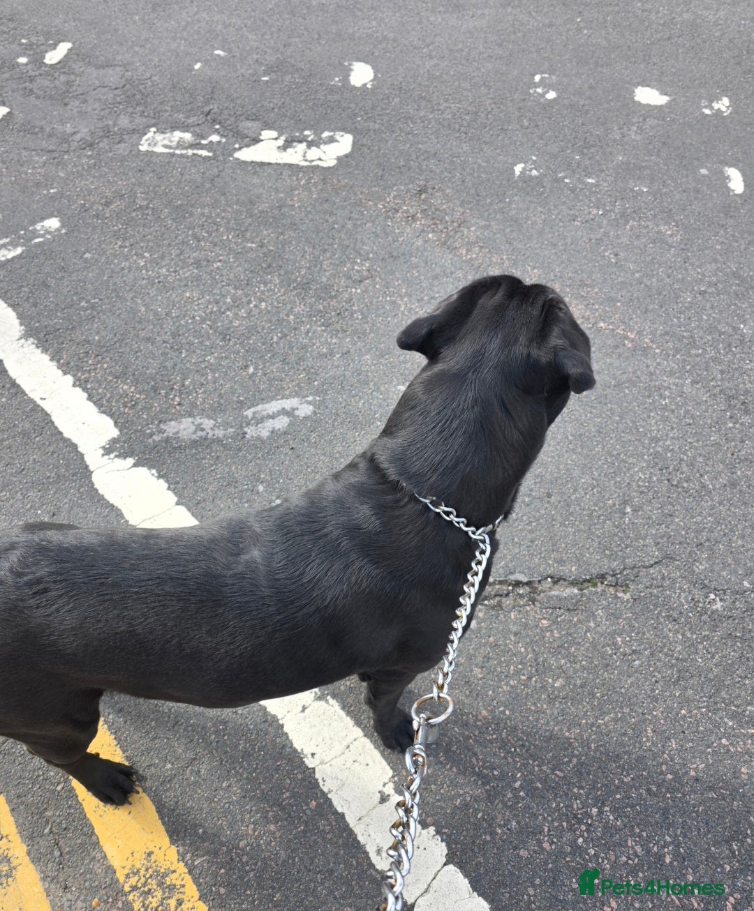 Cane Corso dogs for stud: Chiko - Advert 3