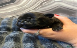 French Bulldog dogs for sale: French bulldog puppies ready for reservation  - Image 7