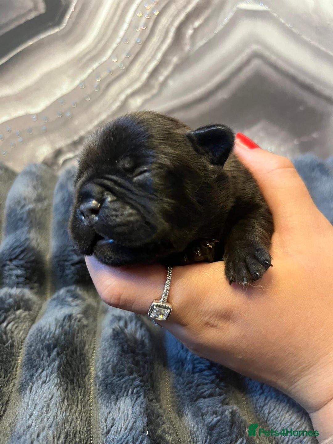French Bulldog dogs for sale: French bulldog puppies ready for reservation  - Image 7