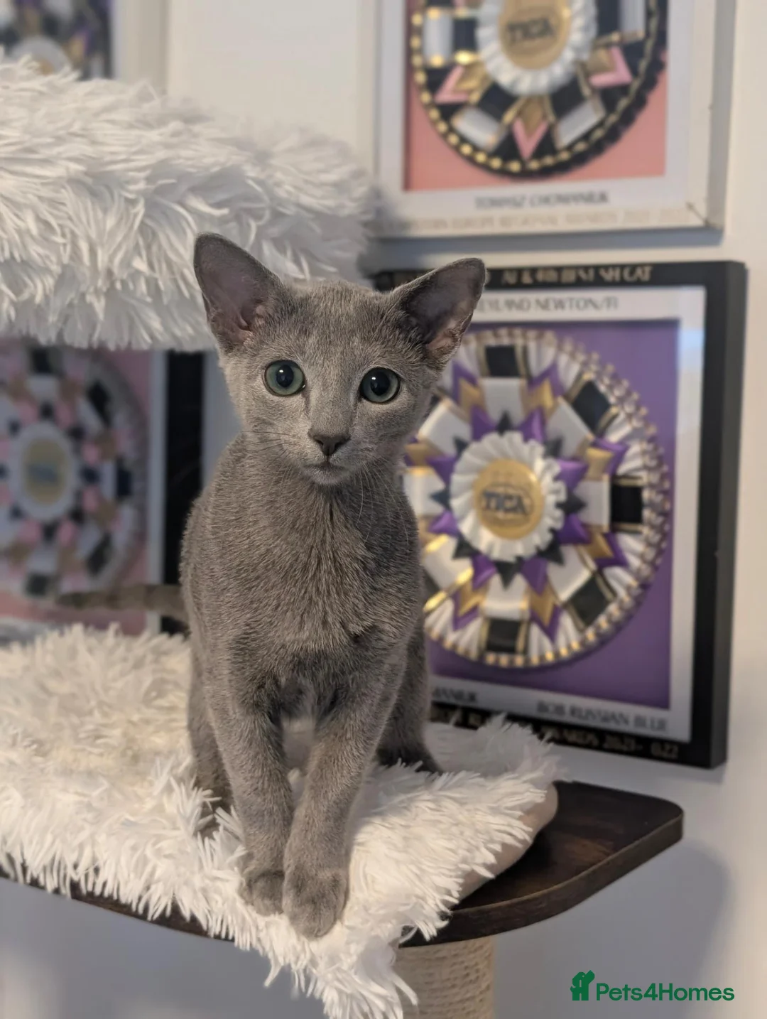 Russian Blue cats for sale: Full Pedigree American Line Russian Blue  - Advert 2