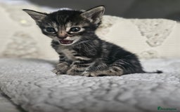 Persian cats for sale: PersianXTortoiseshell Crossbreed Kittens - Image 13