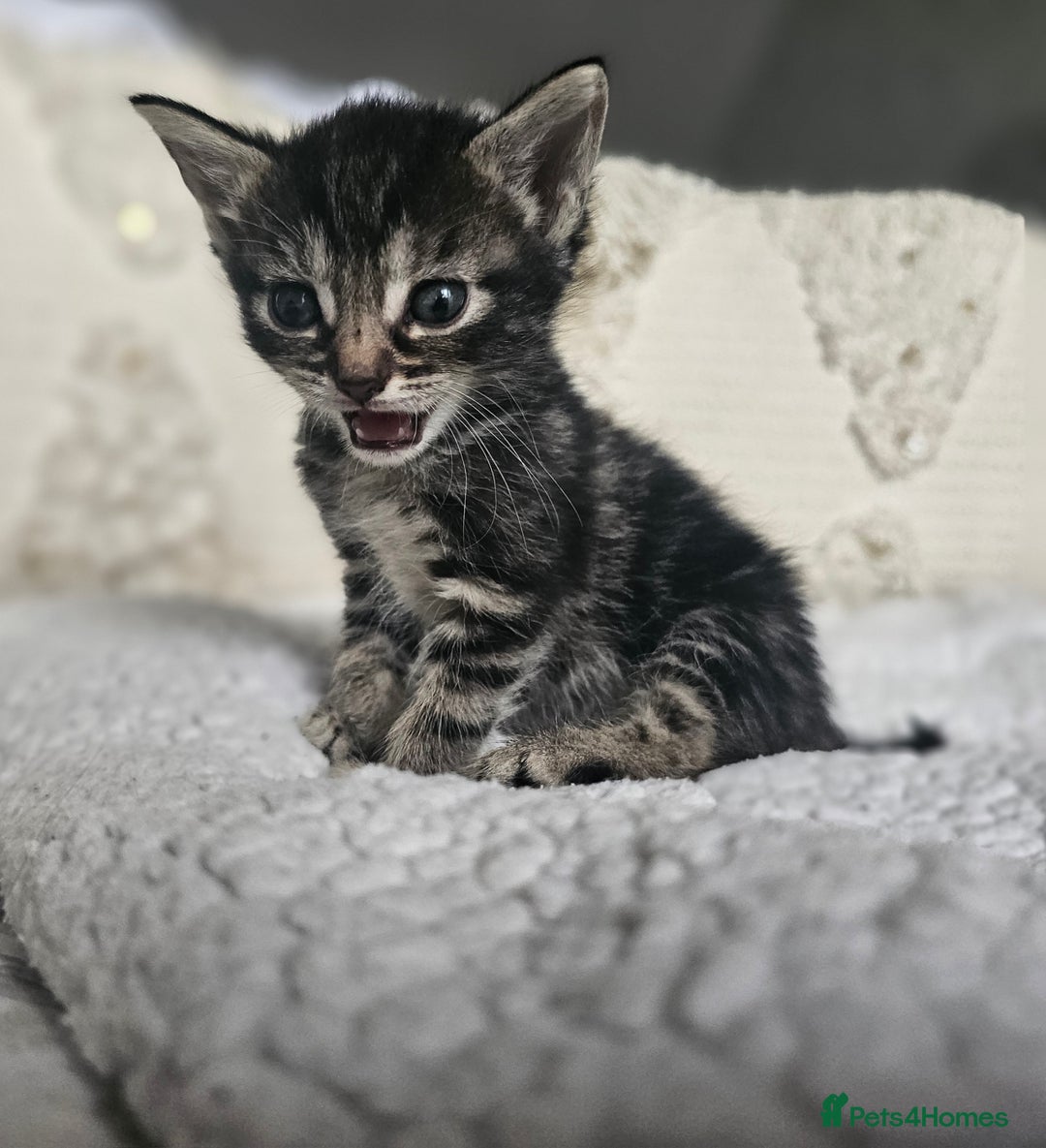 Persian cats for sale: PersianXTortoiseshell Crossbreed Kittens - Image 13