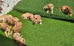 Mixed Breed dogs for sale: 💎 Stunning Brindle Bully Pups – Rare, Ready Now! - Image 7