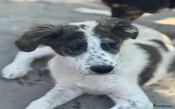 Mixed Breed dogs for adoption: ODIN, a superb young boy - for a Loving Home - Image 15