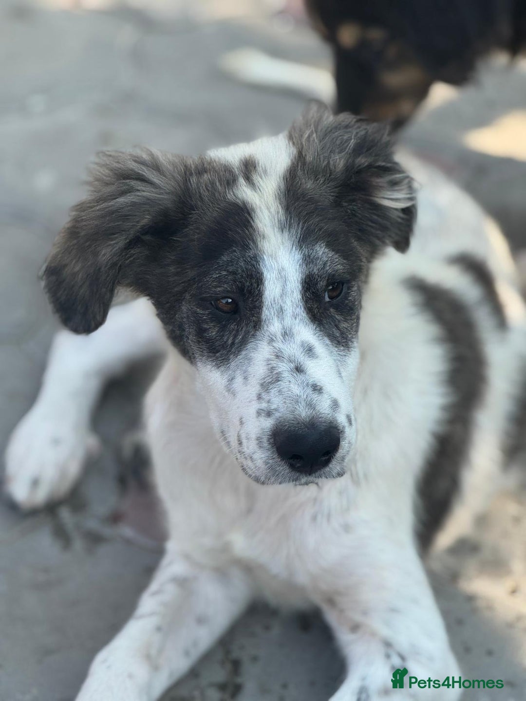 Mixed Breed dogs for adoption: ODIN, a superb young boy - for a Loving Home - Image 15