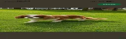 Cavalier King Charles Spaniel dogs for sale: 3 year old proven KC registered Cavalier stud dog - Advert 3