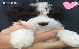 American Cocker Spaniel dogs for sale: SIX SNUGGLE MUFFINS AMERICAN COCKER, TOY POODLE - Image 2