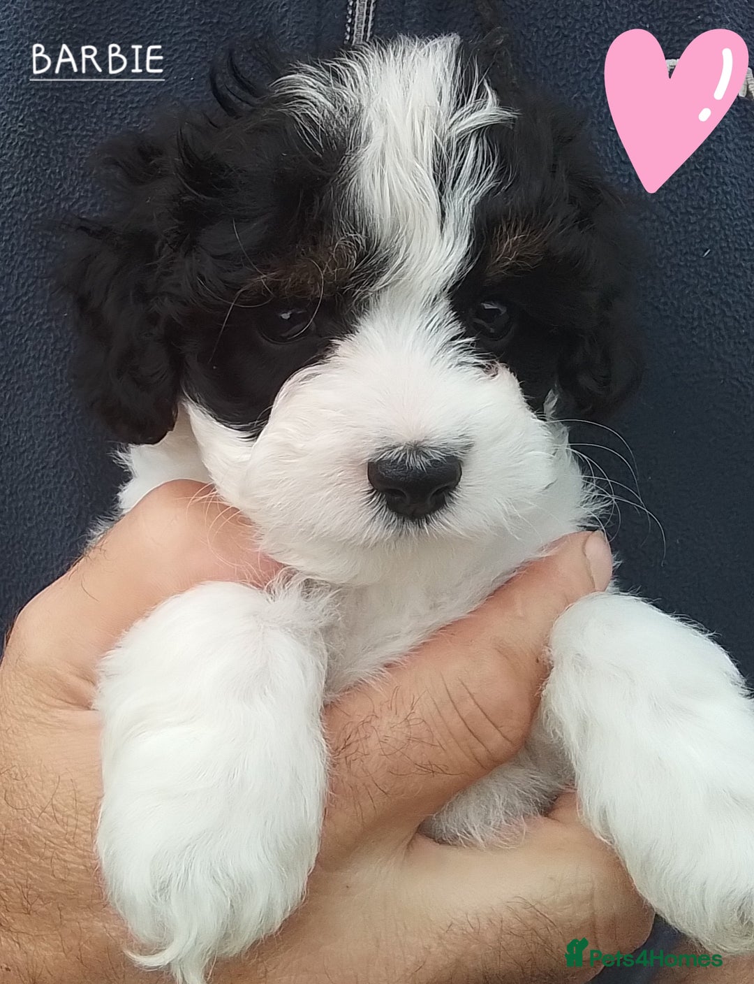 American Cocker Spaniel dogs for sale: SIX SNUGGLE MUFFINS AMERICAN COCKER, TOY POODLE - Image 2