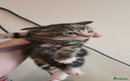 Mixed Breed cats for sale: 8 beautiful kittens ready for 1/09/2025 - Image 5