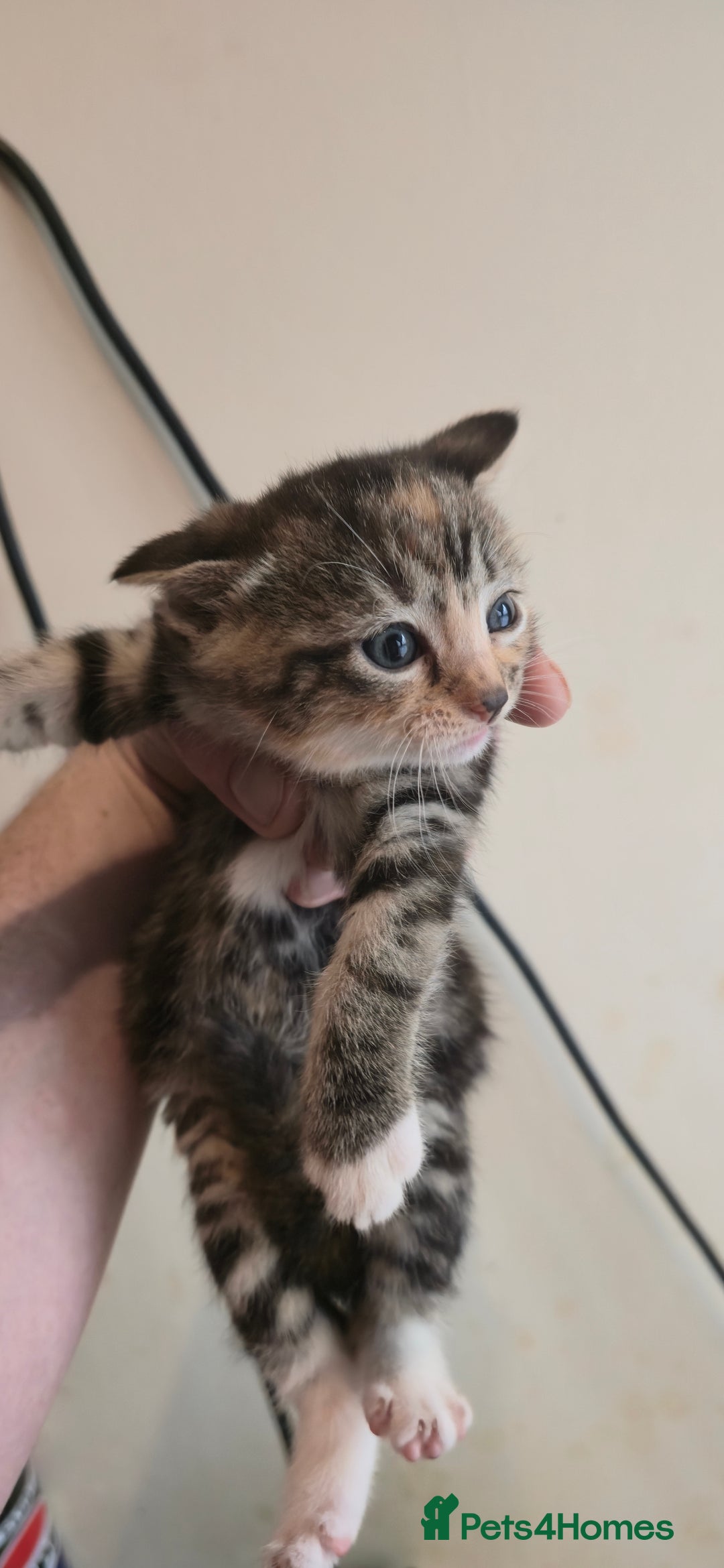 Mixed Breed cats for sale: 8 beautiful kittens ready for 1/09/2025 - Image 5