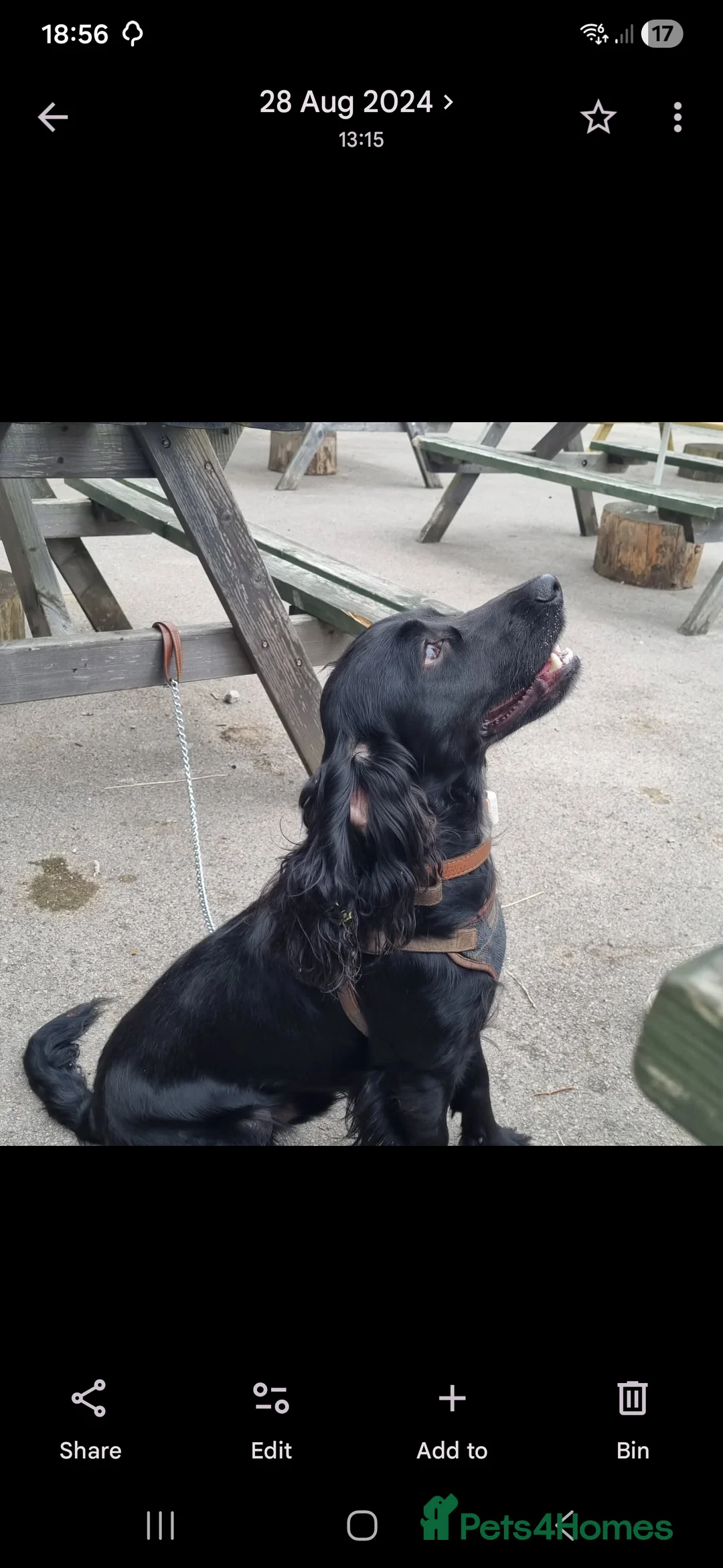 Cocker Spaniel dogs for sale: Cocker spainel puppies - Advert 20