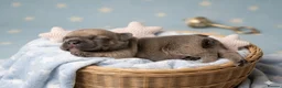 French Bulldog dogs for sale: French bulldog Puppies  - Advert 2