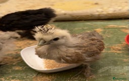 Chickens poultry for sale: GORGEOUS HAND REARED MIXED SEX SILKIE CHICKS 🐥 - Image 2