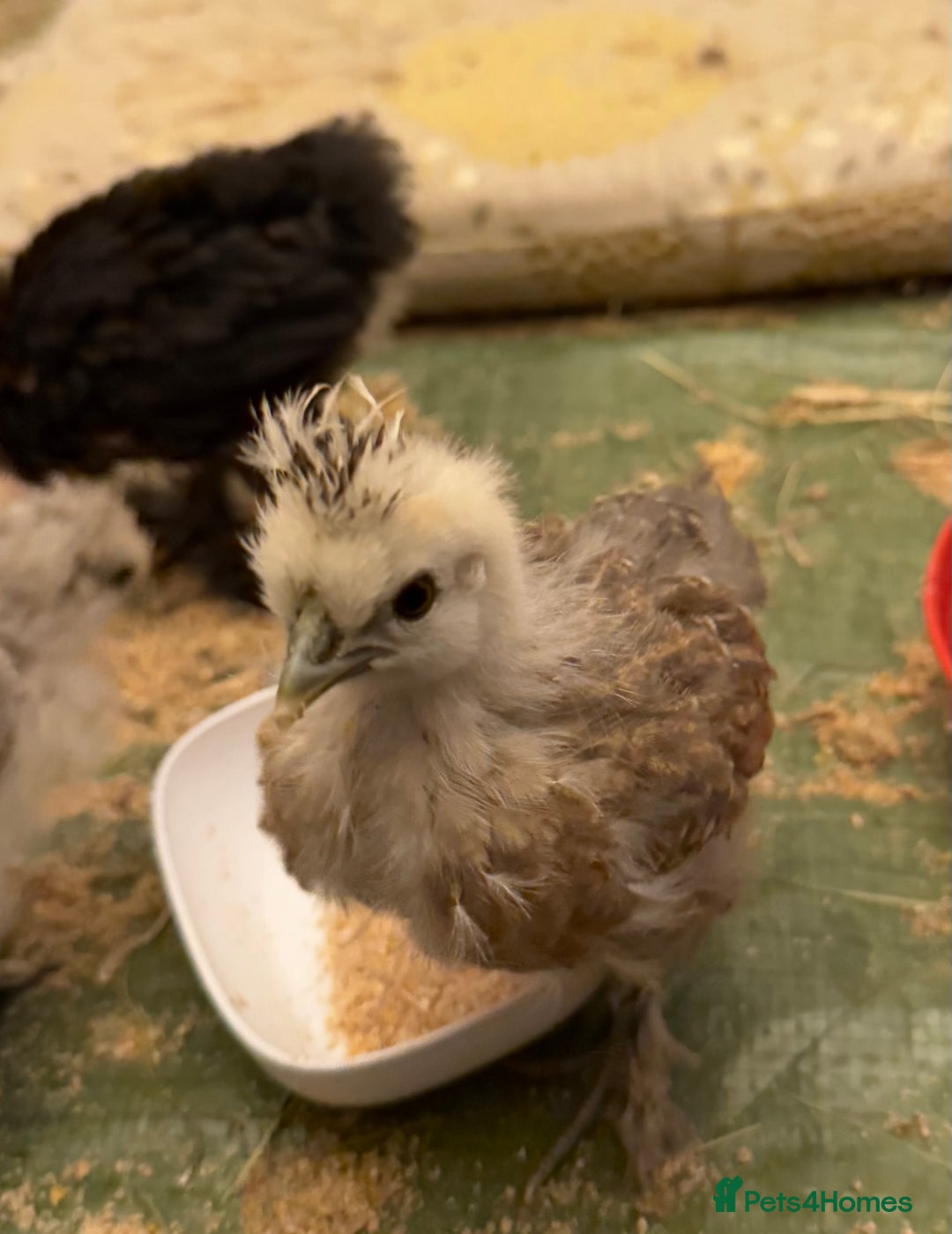 Chickens poultry for sale: GORGEOUS HAND REARED MIXED SEX SILKIE CHICKS 🐥 - Image 2