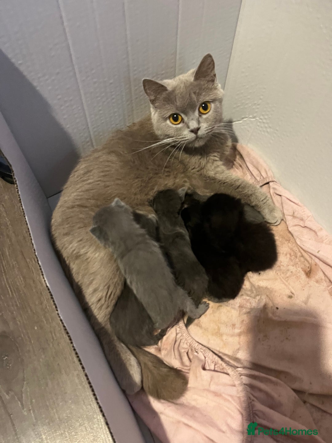 Mixed Breed cats for sale: Half british short hair kittens for reserve - Advert 1