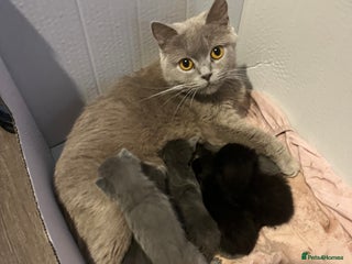 Mixed Breed cats Half british short hair kittens for reserve - Advert 1