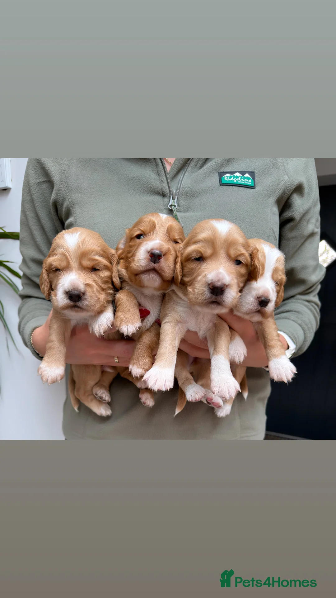 Mixed Breed dogs for sale: Working cocker spaniel puppies in Spalding - Advert 1