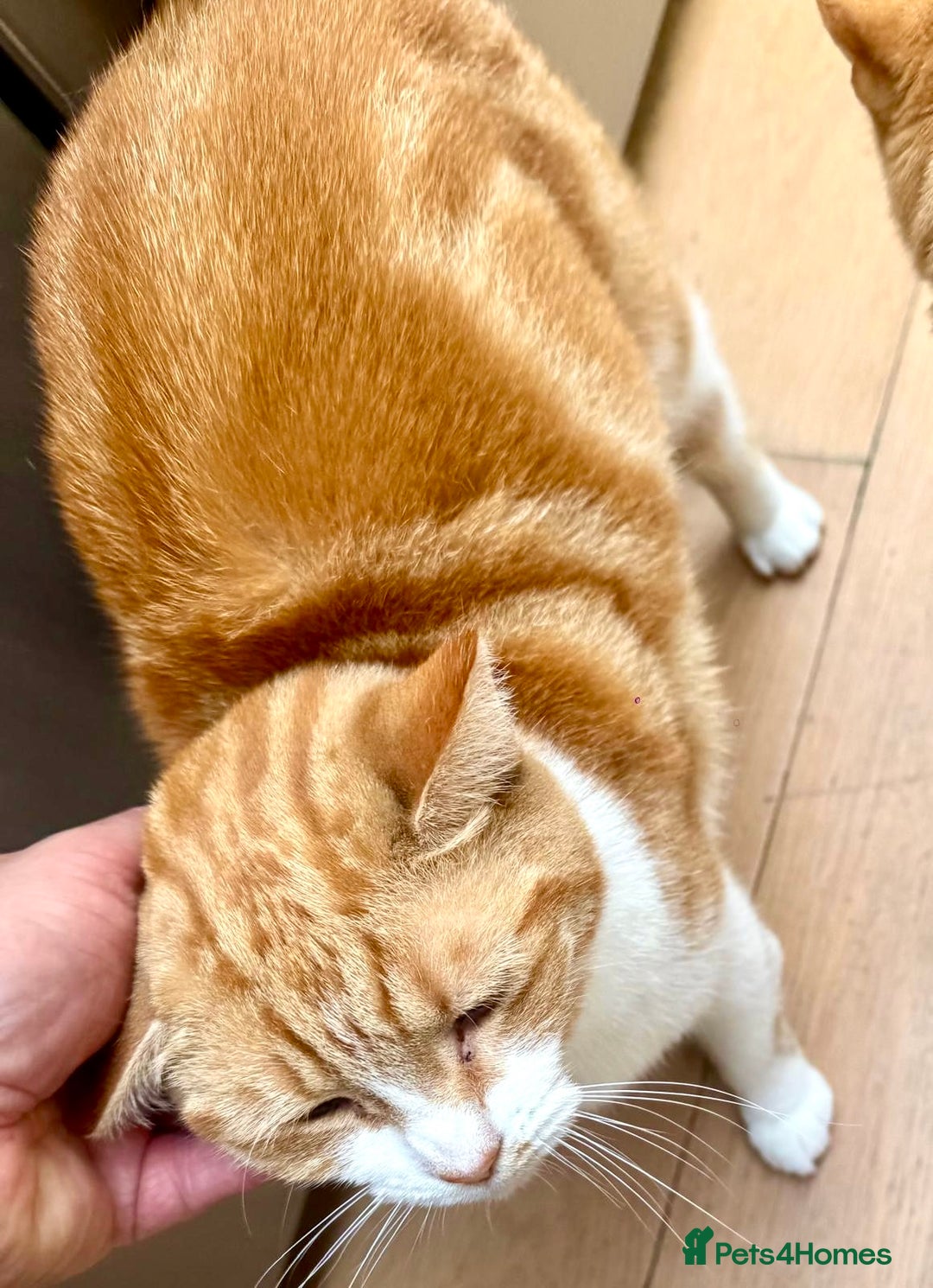 British Shorthair cats for sale: Spice - Advert 7