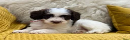 Mixed Breed dogs for sale: Ready Sunday, Miss Red, Mini MegaCoat Schnockerpoo - Advert 1