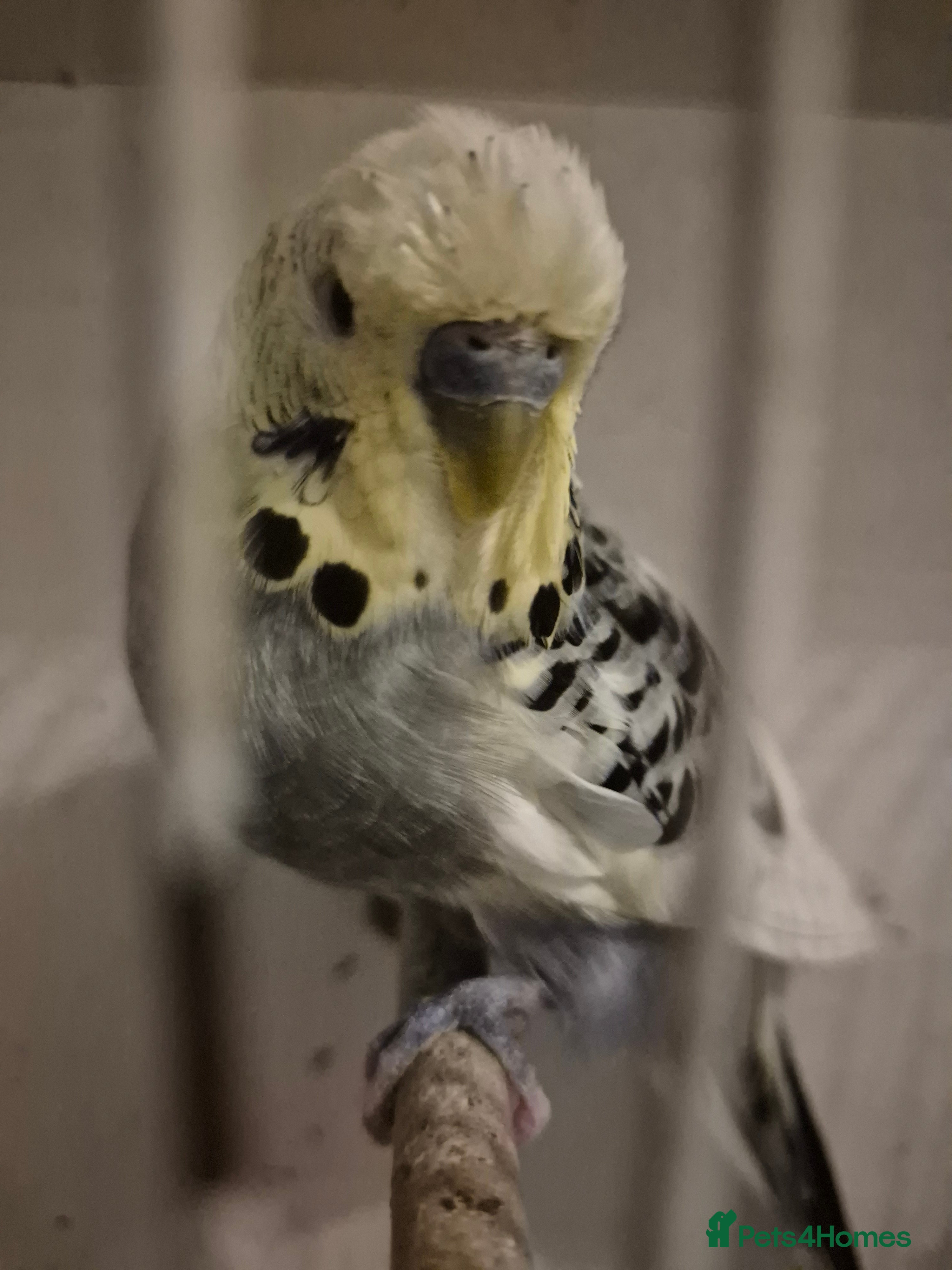Budgerigars birds Budgies 2 year old - Advert 7