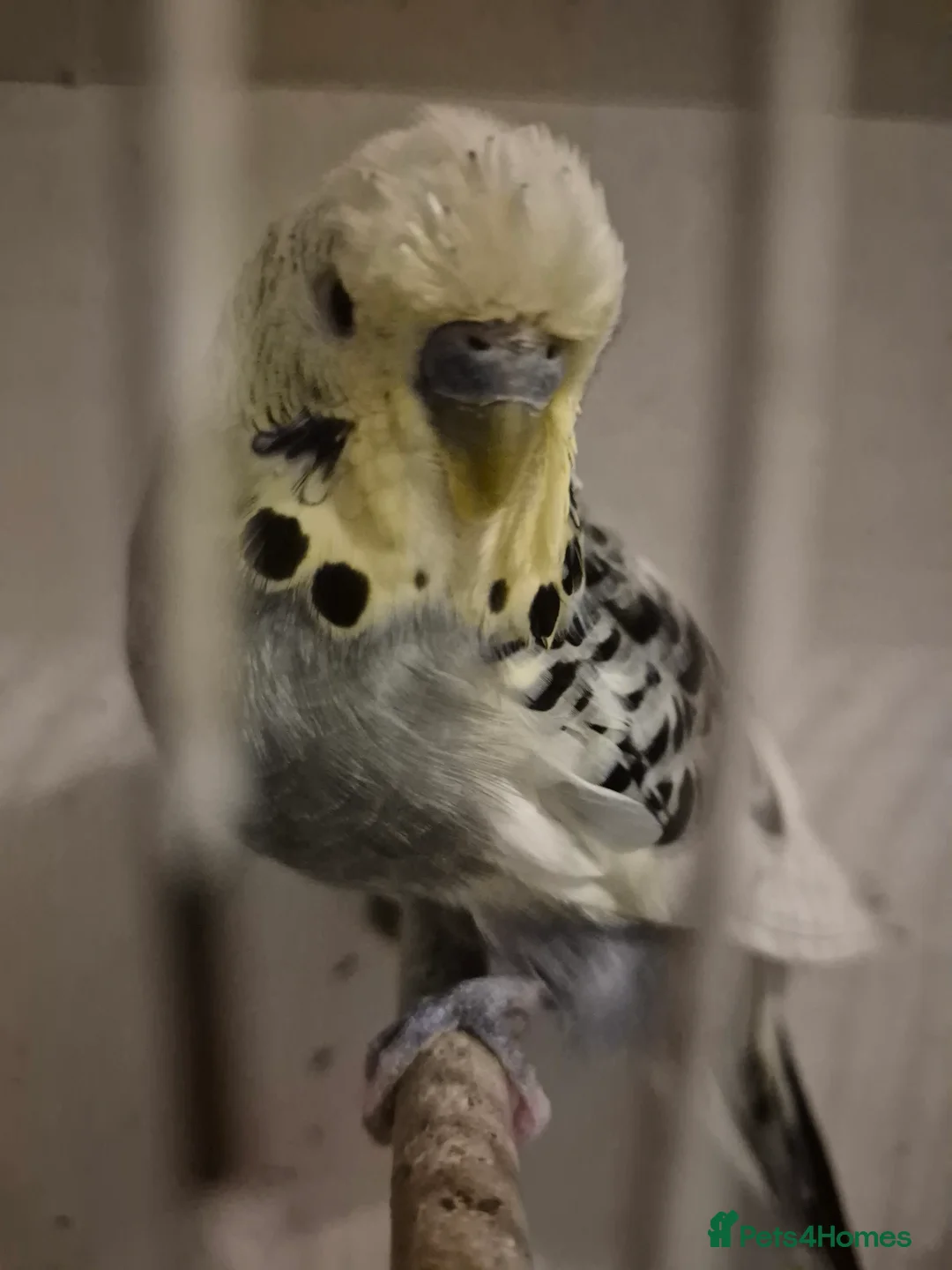 Budgerigars birds for sale: Budgies 2 year old - Advert 2