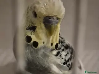 Budgerigars birds Budgies 2 year old - Advert 6
