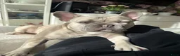 French Bulldog dogs for stud: Mallow - Advert 3