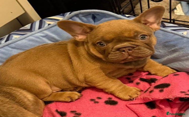 French Bulldog dogs - Advert 1