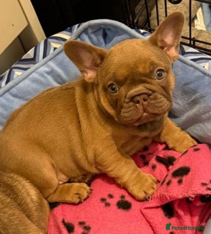 French Bulldog dogs - Advert 1