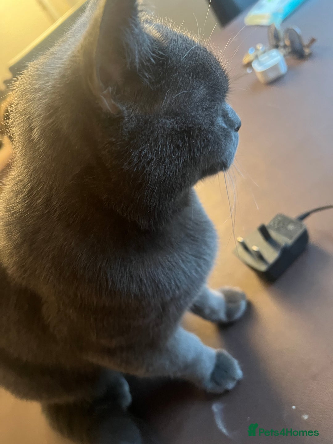 British Shorthair cats for sale: ✨✨Gorgeous british Shorthair for sale!!!! ✨⭐️ - Image 7
